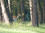 FZ019663 Fallow deer (Dama dama) in woods.jpg